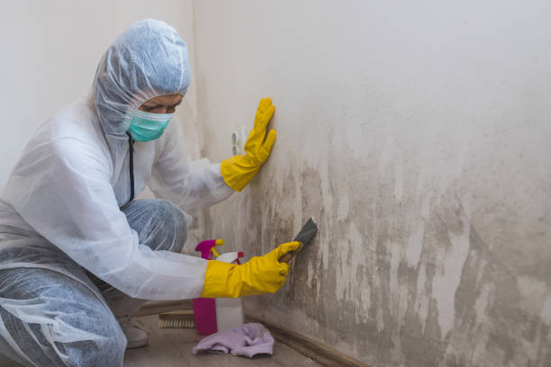 Best Commercial Mold Removal  in Glenwood City, WI