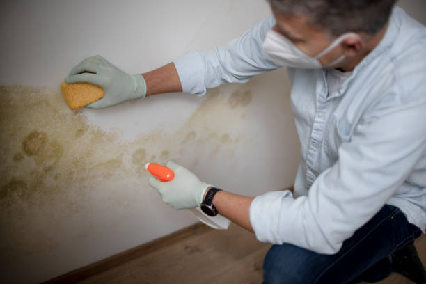 Best Mold Cleaning Services  in Glenwood City, WI