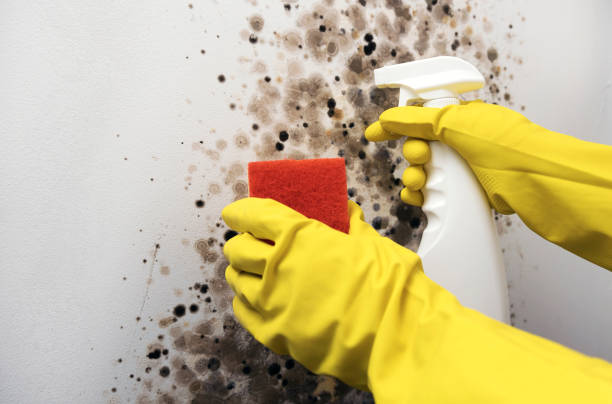 Crawl Space Mold Removal in Glenwood City, WI