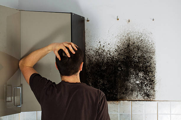 Best Attic Mold Removal  in Glenwood City, WI