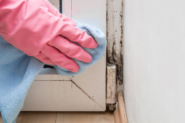 Best Toxic Mold Removal  in Glenwood City, WI