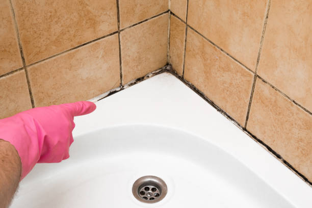 Best Mold Testing  in Glenwood City, WI